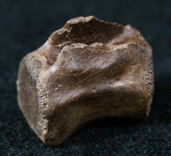 Small Theropod (Raptor) Caudal Vertebrae - Hell Creek Formation #12799